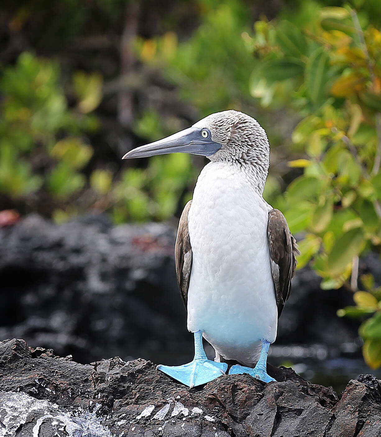 Blue footed Booby, Galapagos islands